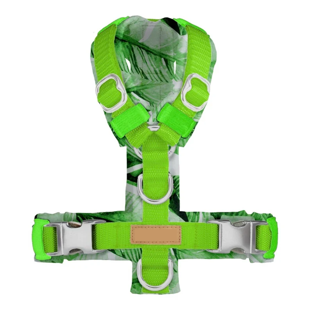 italian greyhound harness