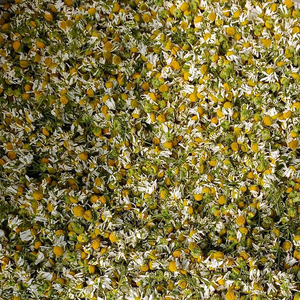 Té <span class=keywords><strong>de</strong></span> Flores <span class=keywords><strong>de</strong></span> <span class=keywords><strong>Manzanilla</strong></span> Secas <span class=keywords><strong>de</strong></span> Alta Calidad, Té <span class=keywords><strong>de</strong></span> Flores Naturales Secas con Sabor Natural, Té Herbal 100% Natural - Product Image 2