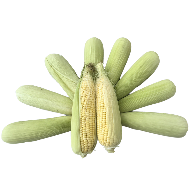Wholesale Fresh Sweet Glutinous Corn Cob