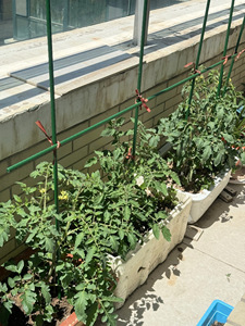 Treillis de jardin, <span class=keywords><strong>support</strong></span> tubulaire pour plantes, treillis pour concombres, <span class=keywords><strong>support</strong></span> pour légumes, poteau de soutien pour fleurs, étagère de jardinage, <span class=keywords><strong>support</strong></span> pour plantes grimpantes - Product Image 1