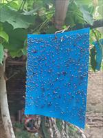 OEM Waterdichte Fruitvlieg Kleefval 0,23 mm Dik Geel Blauw Dubbelzijdig Klevende Plaat Aangepaste Ongediertebestrijding Groothandel