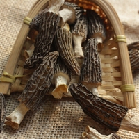 Morilles noires fraîches de culture, mycélium de morilles, vente en gros à prix réduit