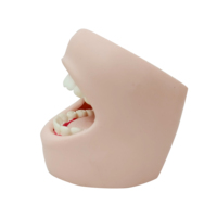 Le modèle de dents grandeur nature en PVC éducatif scientifique médical démontre la protection de nettoyage de cavité dentaire pour les soins de santé bucco-dentaire