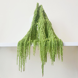 Amaranto Caudatus Verde Natural de EE. UU., Amaranto Colgante, Flores Secas para Decoración de Bodas y Ramos - Product Image 3
