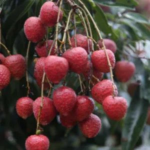 Litchi freschi prezzo all'ingrosso Litchi succoso/Litchi foglia nera