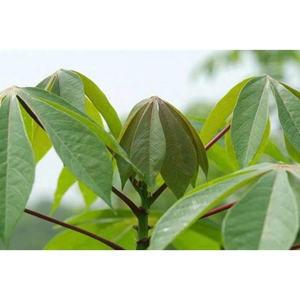 Hojas de Yuca de Alta Calidad 100% Naturales, Hojas de Yuca Frescas Recién Cosechadas - Product Image 3