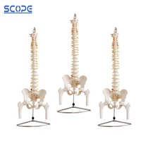 SC-A1020 squelette humain colonne vertébrale taille réelle colonne vertébrale bassin demi-jambe os modèle anatomique