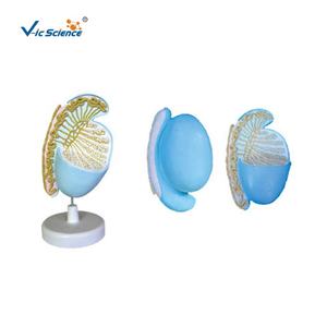Medizinisches Anatomisches Modell Hodenmodell, Hodenanatomie-Modell, Vergrößertes Hodenmodell für Medizinische Wissenschaftliche Ausbildung - Product Image 1