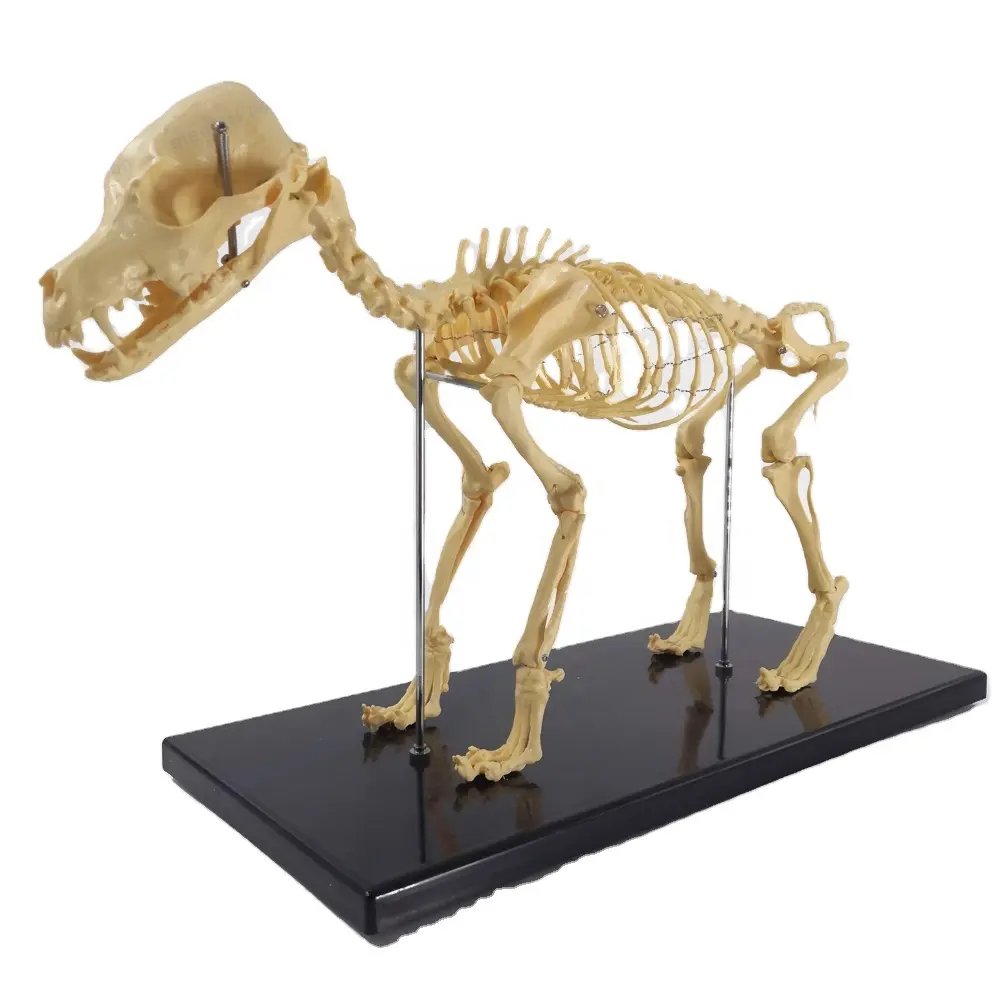 Small Dog Skeleton Model Human Biology Teaching Animal Dog Canine Skeleton Model
