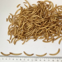 Ver de farine séché écologique pour oiseaux animaux de compagnie animaux au micro-ondes Tenebrio Molitor farine de poisson pour poissons et chiens
