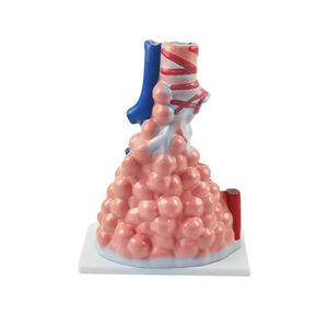 แบบจำลองอวัยวะช่องลมแบบอัลวีโอラー<span class=keywords><strong>ทำ</strong></span>จากพีวีซี ที่ขายดีที่สุดสำหรับการฝึกอบรมด้านวิทยาศาสตร์การแพทย์ในโรงเรียนและโรงพยาบาล - Product Image 4