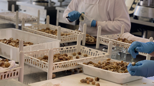 Hongos Porcini en Aceite de Oliva Blanco en Rodajas 1000G - Product Image 2