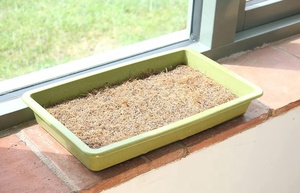 Commercial Microgreens Planting Kit Self <strong>Watering</strong> Home Growing Microgreen <strong>Tray</strong> Growing Indoor Microgreens Growing Kit - Product Image 5