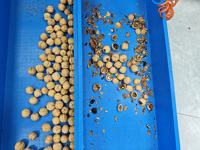 Kersen Koffie Selectie Machines Sorteerder AI Optische RVS Band Sorteermachine Kleur Vorm Walnoot Cashew Amandel Maïs 300mm