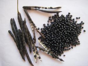 ถั่วดำขายส่ง <span class=keywords><strong>urad</strong></span> Mung beans กรัมสีดำ - Product Image 3
