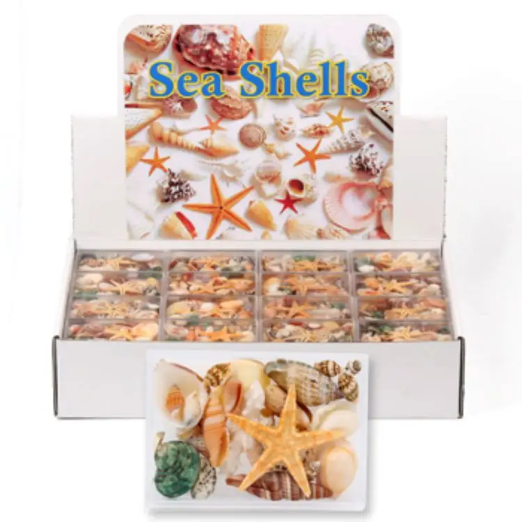 Wholesale DIY Beach Decoration Natural Mixed Sea Shells Jewelry Accessories Craft Sea Shell In A Box Different Kinds Of Toys