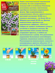 Kit de plantes en pot de pétunia nain de haute qualité pour la plantation au sol, pétunia miniature pour la décoration de la maison - Product Image 2
