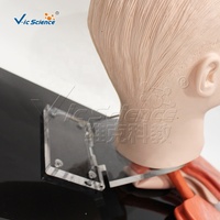 Maniquí de Ciencias Médicas Vic Science, Modelo Avanzado de Intubación de Tráquea Humana, Modelo Educativo VIC-407A Ecológico