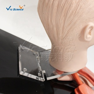 Modèle d'intubation de la trachée humaine avancé Vic Science Medical Science Nursing Manikin, modèle d'éducation VIC-407A, écologique - Product Image 5