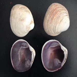 เปลือกหงส์สีม่วงสำหรับตกแต่งงานฝีมือ - Product Image 1