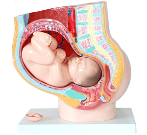 Modèle anatomique <span class=keywords><strong>de</strong></span> <span class=keywords><strong>grossesse</strong></span> <span class=keywords><strong>de</strong></span> section pelvienne féminine humaine modèle <span class=keywords><strong>de</strong></span> fœtus bébé <span class=keywords><strong>de</strong></span> neuf <span class=keywords><strong>mois</strong></span> taille réelle avec organes amovibles 4 parties - Product Image 5