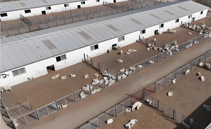 Bâtiment d'élevage avicole préfabriqué en structure acier avec équipement de cages automatiques - Product Image 3