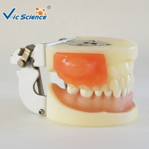 Modèle d'Enseignement des Sciences Médicales Modèle de Dents en Plastique Modèle de Dents Humaines pour l'Enseignement l'Étude la <span class=keywords><strong>Formation</strong></span> et la Pratique - Product Image 3