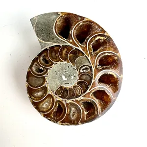Großhandel natürliche fossile Conch-Kristall-Quartz-Ammonit-Fossilmineral-Specimen zur Dekoration
