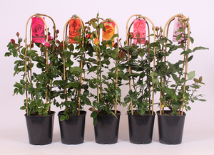 Etichetta di Plastica <span class=keywords><strong>per</strong></span> Le <span class=keywords><strong>Piante</strong></span> di Fiori Marcatore Appeso Tag - Product Image 5