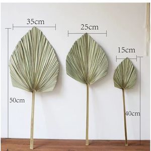 Feuilles de palmier <span class=keywords><strong>séchées</strong></span> à l'air naturel de style Instagram pour magasin de <span class=keywords><strong>fleurs</strong></span>, meubles d'ameublement et décoration de lieu de mariage - Product Image 6