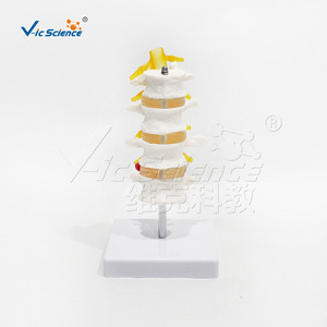 Modèle à quatre vertèbres ; modèle d'anatomie squelettique humaine - Product Image 1