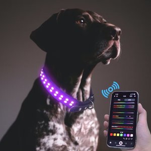Aplicación controlada por teléfono inteligente, duradero, clásico, LED sólido, luminoso, recargable, Collar para perro mascota para seguridad en el paseo nocturno - Product Image 1