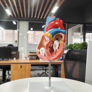 DARHMMY Model hati besar sains medis anatomis alami dengan 2 bagian bahan PVC - Product Image 6