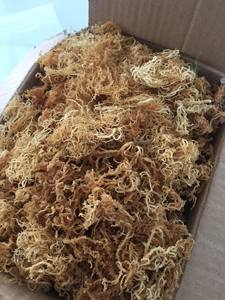 สาหร่ายคอตตอน2อบแห้งจากทะเลมอส0084817092069 WS 99ข้อมูลทองคำ - Product Image 2