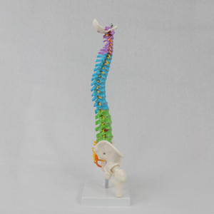 Modelo de Columna Vertebral Humana de Alta Calidad y Gran Demanda, con Cinturón de Columna de Color Medio, Hueso Pélvico y Hueso de Pierna (Vertical), para Enseñanza Médica - Product Image 5