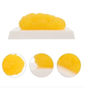 Modèle Anatomique en Plastique de Graisse Corporelle, Dispositif de Démonstration, Équipement Pédagogique Scientifique du Corps Humain, Aide à l'Enseignement Médical, Nutrition - Product Image 5