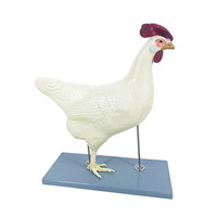 Modelo anatomico de pollo, Animal, modelo anatómico de plástico, modelo médico de Anatomía de pollo