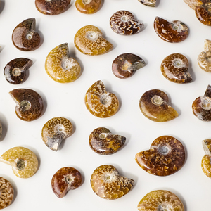 Vente en gros <span class=keywords><strong>de</strong></span> fossiles d'ammonites en cristal naturel <span class=keywords><strong>de</strong></span> bave <span class=keywords><strong>de</strong></span> coquillage, pour collection et décoration intérieure - Product Image 4