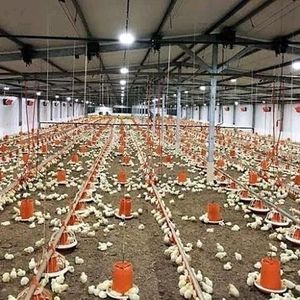 Thiết Bị Cho Gà Thiết Bị Cho Gà Thịt Tự Động Dây Chuyền Cho Ăn Chảo Gia Cầm Tự Động Hệ Thống Dây Chuyền Cho Gia Cầm Ăn - Product Image 4