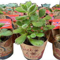 Emballage de couverture de pot d'emballage de succulentes ou de cactus personnalisé de logo imprimé de conception unique mignon promotionnel