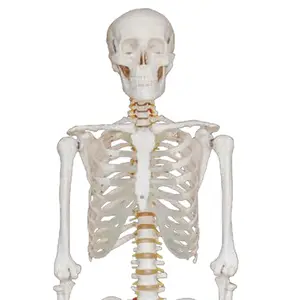 Modello medico di scheletro umano a grandezza naturale da 180 cm e modello di insegnamento scientifico anatomia di formazione modello di osso in PVC modelo anatomico