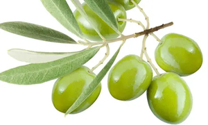 人気商品 オリーブ葉エキス 50%オレウロペイン パウダー ハイドロキシチロソール - Product Image 2