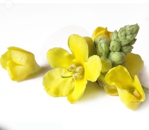 कैफीन मुक्त स्लिमिंग मल्लिन पत्ती ताजा फूल स्वाद बैग और बोतल विकल्पों के साथ थोक पैकेजिंग - Product Image 3