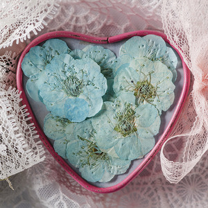12 pièces/sac fleur de prunier carte faisant des fournitures résine bijoux plante naturelle écologique vraie fleur pressée - Product Image 3