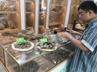 No. 1 TRIPLE SUPER KING ANT OUD 100% PURE OUD VIETNAM penjualan terbaik-pewangi manis yang kuat