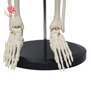 Anatomía Modelo de esqueleto humano El esternón verde Enseñanza Material de PVC Anatómico Vertical 85cm Modelo de esqueleto humano de alta calidad - Product Image 6