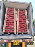 Verse Gele Uien Uit China Leverancier In Uien China Import Verse Uien Te Koop