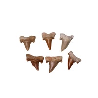 Spécimen paleontologique marocain de dent de requin brut pour l'enseignement et la formation géologique