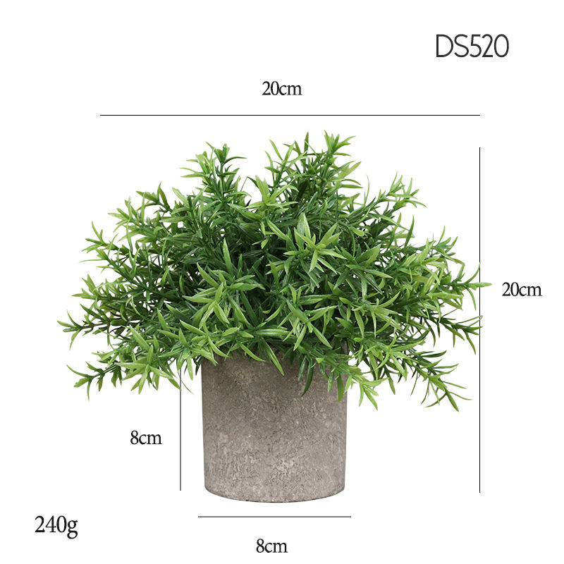 520  Hedyotis diffusa