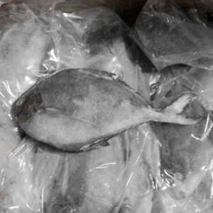 Poisson congelé, poisson pomfret noir en vente, pomfret noir et blanc, prix bas, exportation de poisson - Product Image 5